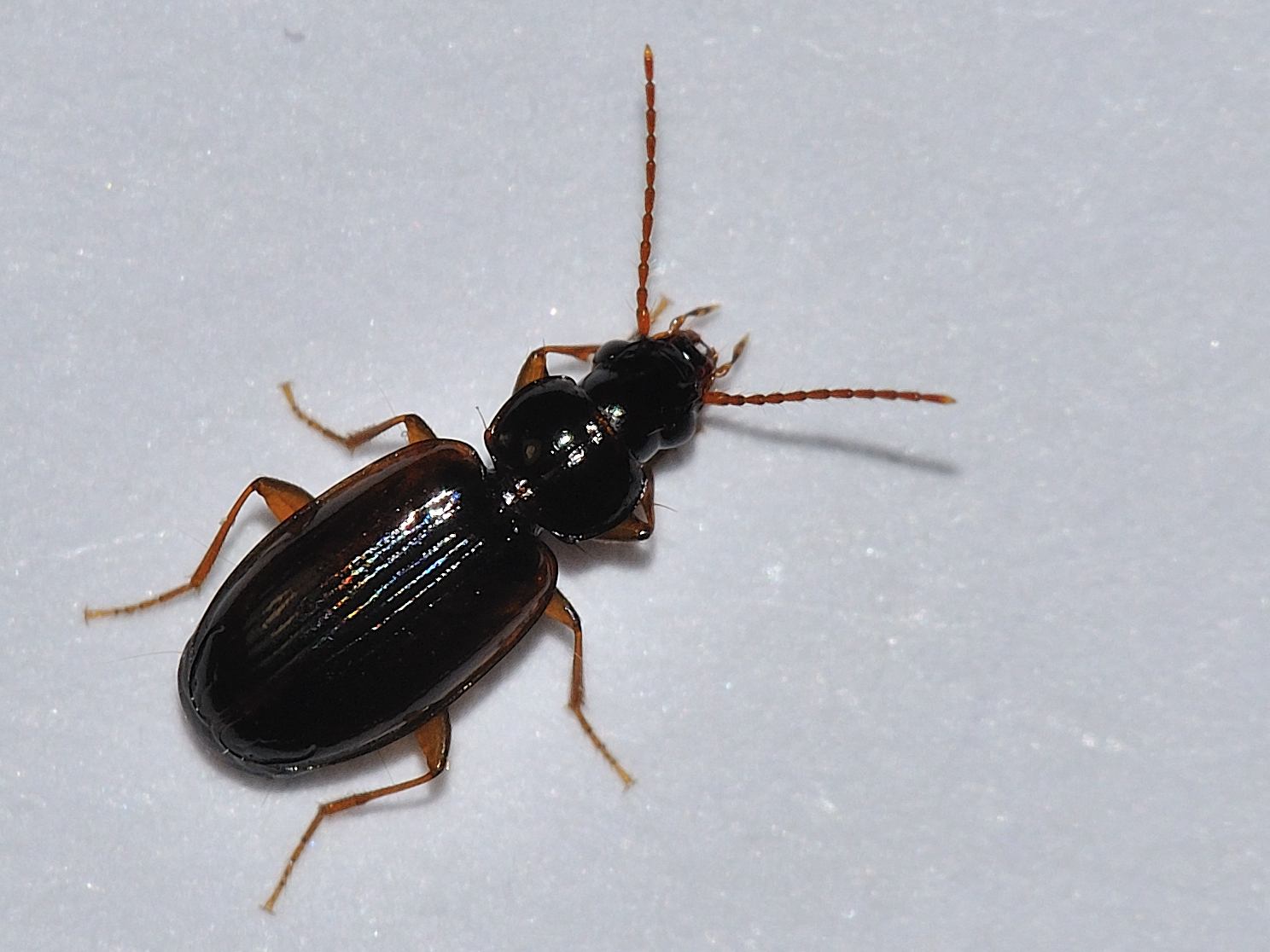 ID Coleoptera: Trechus quadristriatus